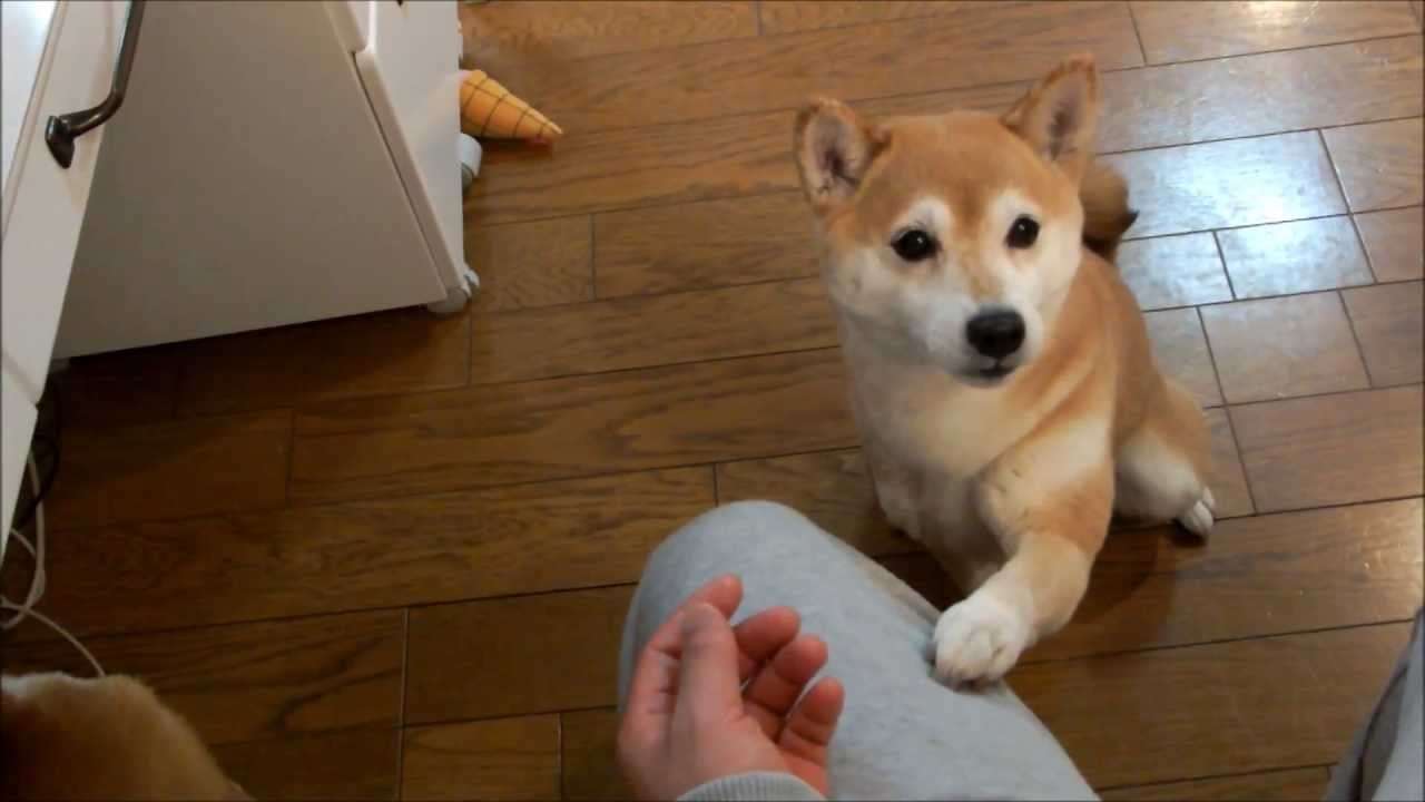 飼い主にすがりつく柴犬いちご　Shiba Inu hugging to owner - YouTube