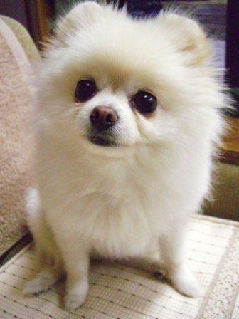 ガルちゃんで画像（サイト）を貼り付ける方法＆練習Part6