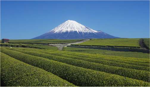 地元ならではの光景