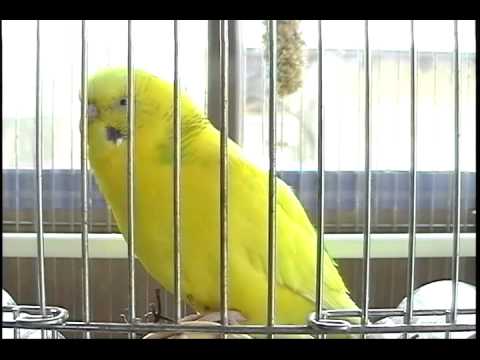 おしゃべりインコのピーポ「一人二役で電話ごっこ！？」 - YouTube