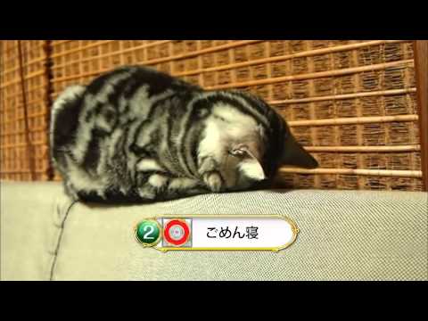 色んな「ごめん寝」画像で癒されるトピ