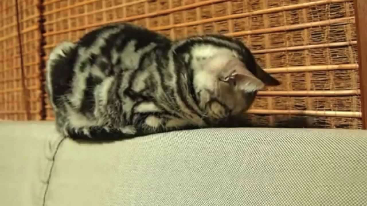 色んな「ごめん寝」画像で癒されるトピ
