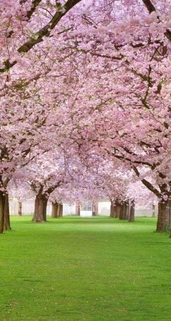 みなさんにとって桜とは？
