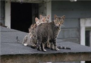 【画像】ネコが選択を間違えた瞬間www