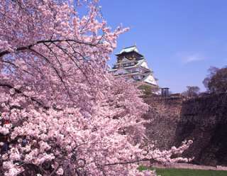 あなたの街の「桜の名所」、、、