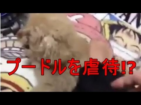 【衝撃】とくダネも報道!ﾌﾟｰﾄﾞﾙを虐待した動画が話題に!名前はﾒﾙちゃん - YouTube
