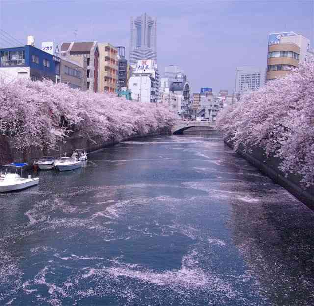 あなたの街の「桜の名所」、、、
