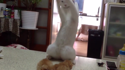 【時間ある方いらっしゃい！】皆に見て欲しい動画を乗せるトピ〜♪