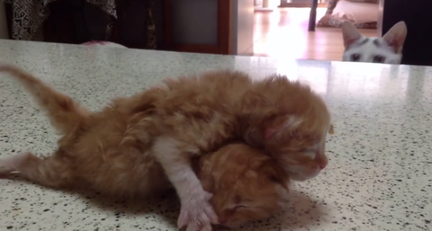 赤ちゃん猫が可愛すぎて、どうしていいのかわからず踊るネコ？？？【海外の反応】 : りらっくすねいちゃー！
