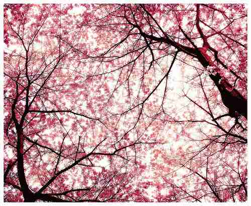 皆で花見しませんか？
