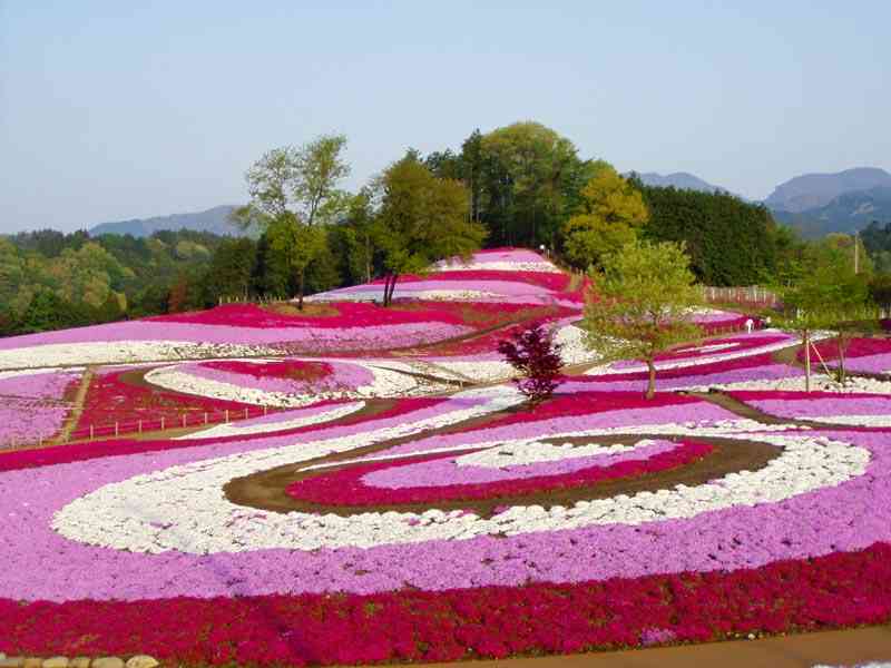 あなたの街の「桜の名所」、、、
