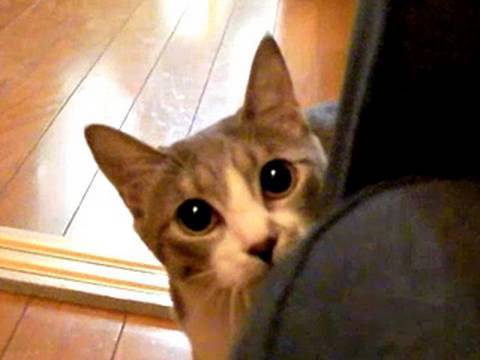 だるまさんが転んにゃ - Stalking Cat - - YouTube