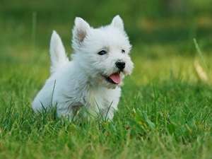 色々な犬種の画像トピ