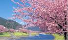 桜 - Google 検索