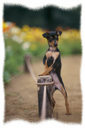 色々な犬種の画像トピ