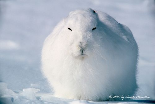 ホッキョクウサギが立ち上がった時のコレジャナイ感ｗｗｗ