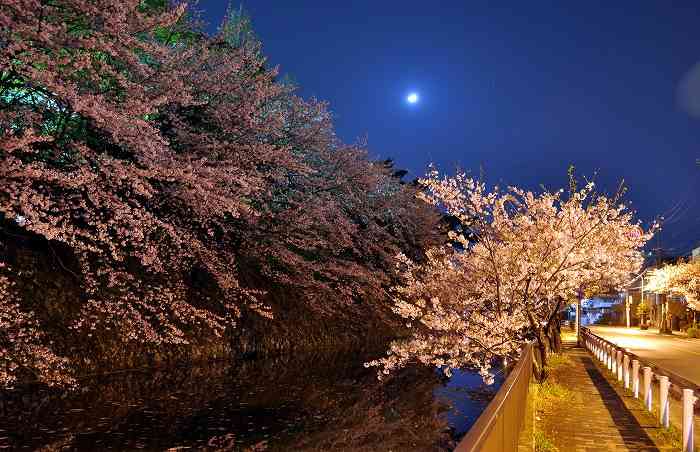 あなたの街の「桜の名所」、、、
