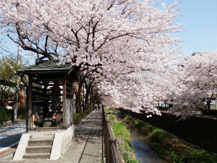 あなたの街の「桜の名所」、、、