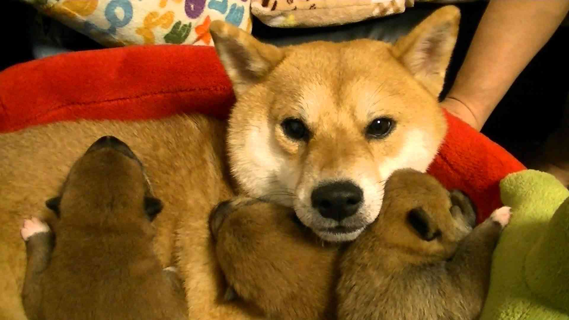 柴犬　姫　赤ちゃん達　　モゾモゾ!　Shiba-Inu - YouTube