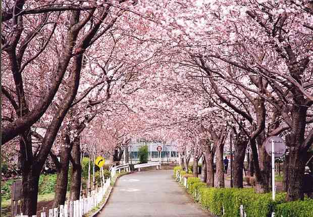 あなたの街の「桜の名所」、、、