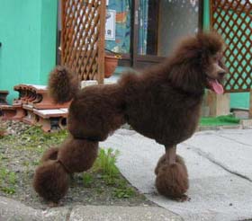 色々な犬種の画像トピ