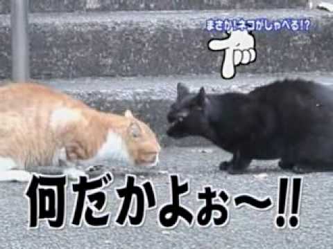 しゃべるぬこﾀｿ - YouTube