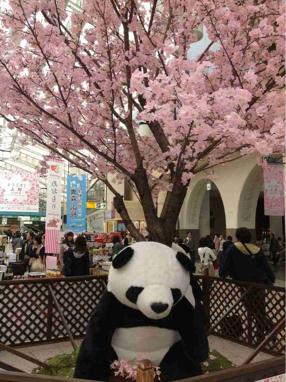 皆で花見しませんか?