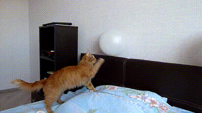 【画像】ネコが選択を間違えた瞬間www