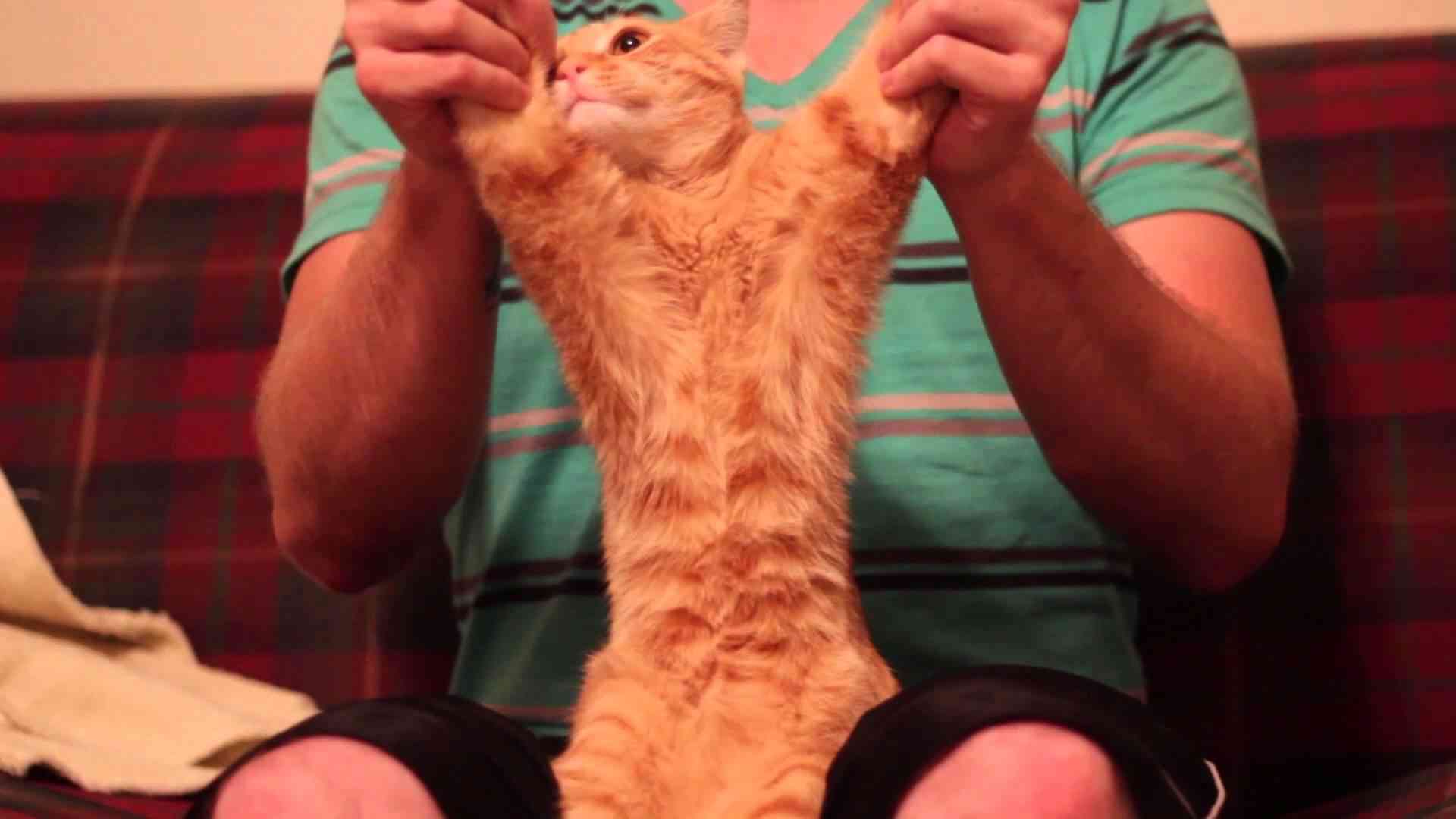 Dubstep Cat - YouTube