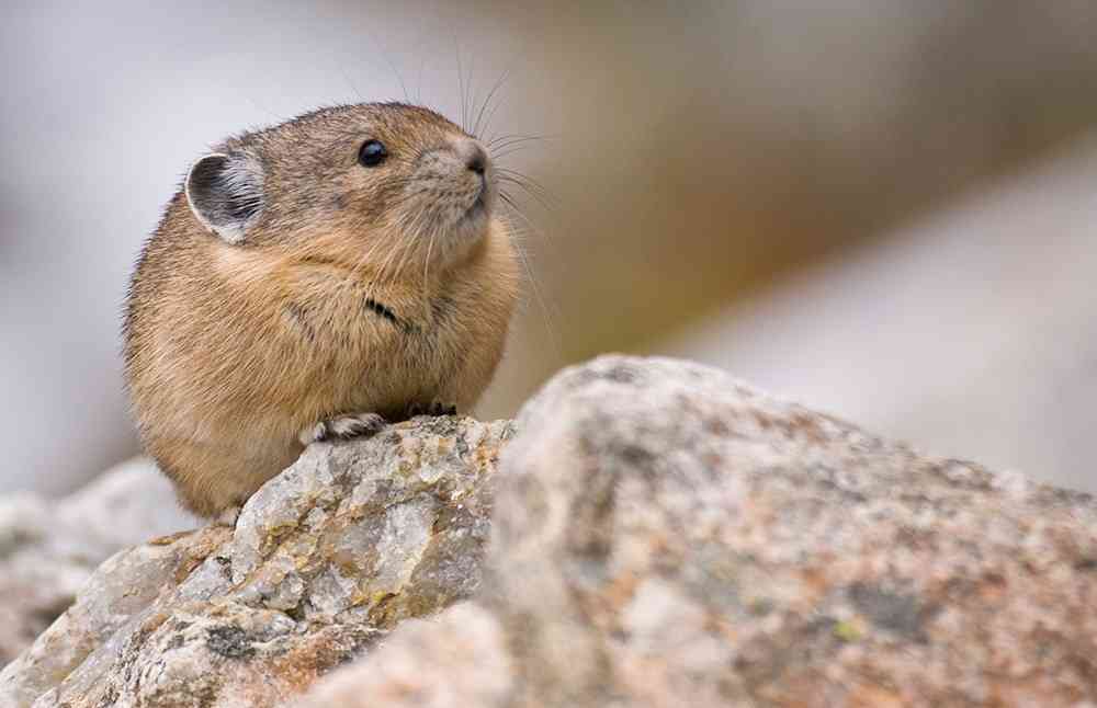 パンダよりかわいいじゃないか。テディベアみたいな新種のウサギ「イリナキウサギ」が20年ぶりに発見される(中国)