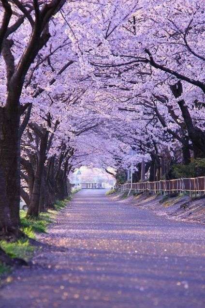 みなさんにとって桜とは？