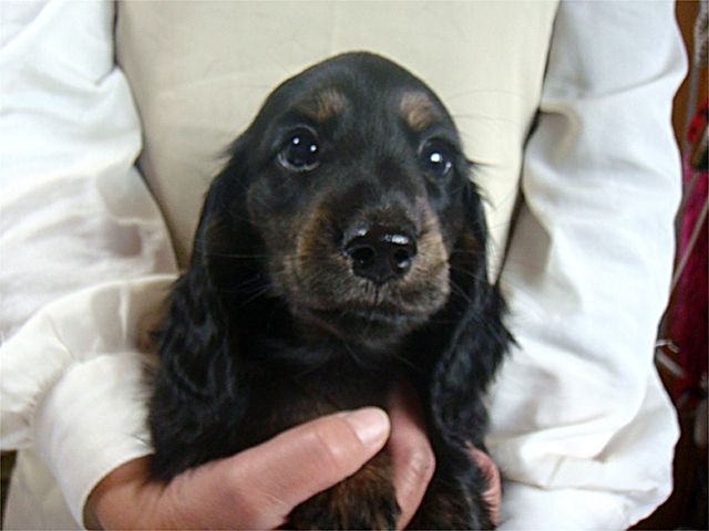 色々な犬種の画像トピ
