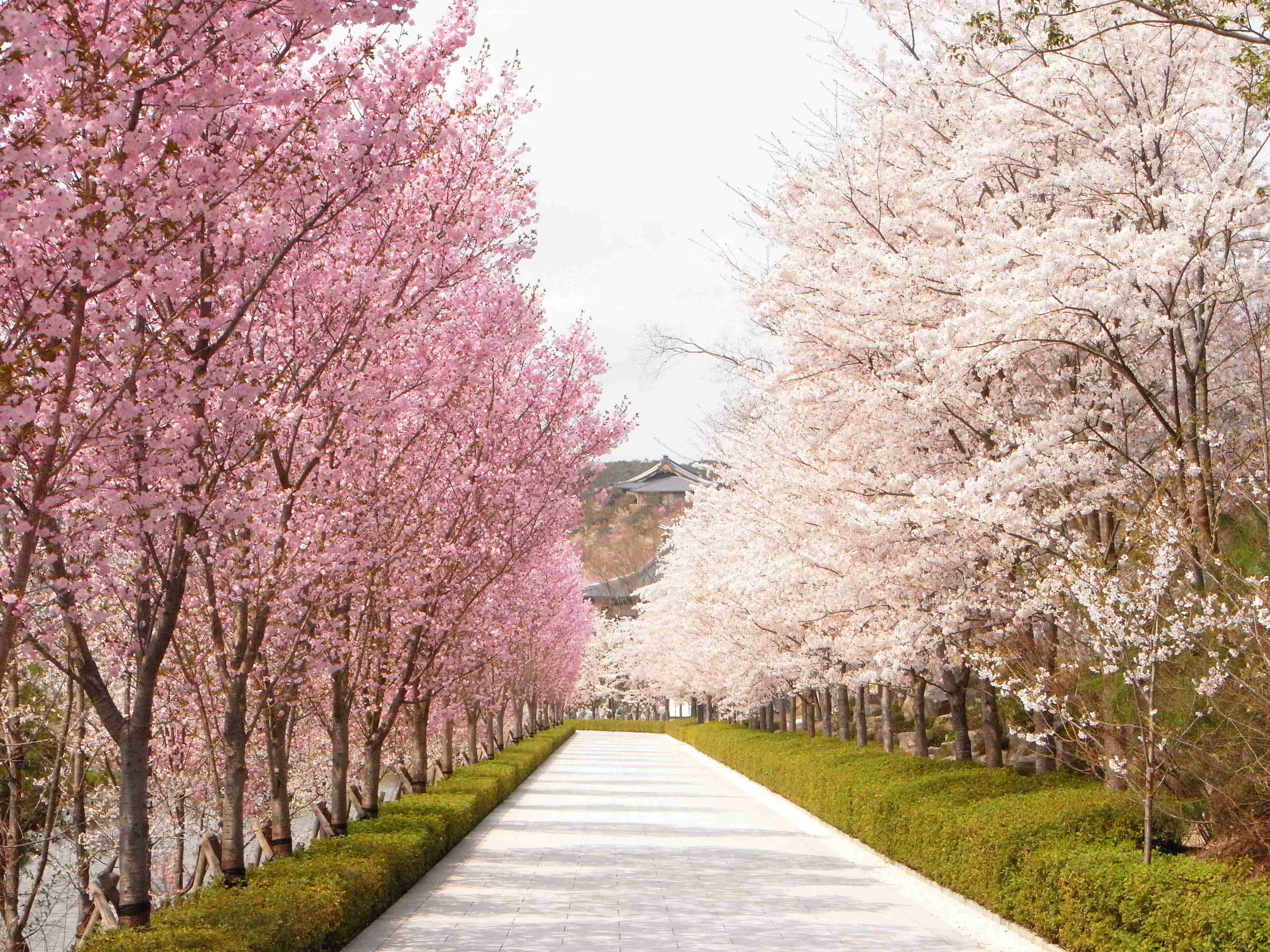 みなさんにとって桜とは？