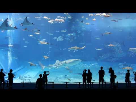 Kuroshio Sea - 2nd largest aquarium tank in the world - (Please Don't Go by Barcelona) - YouTube