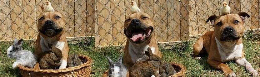 色々な犬種の画像トピ