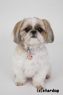 色々な犬種の画像トピ
