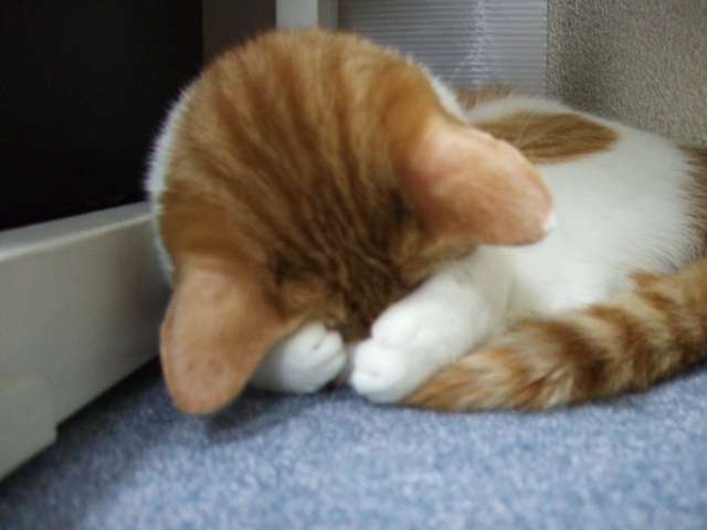 色んな「ごめん寝」画像で癒されるトピ