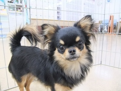 色々な犬種の画像トピ