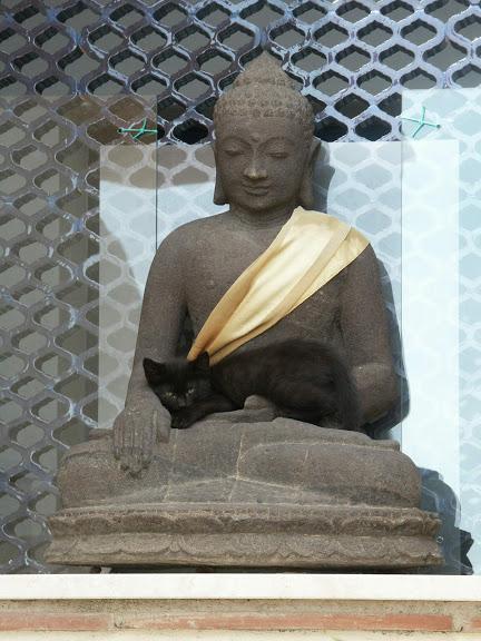 意外と良く合う。仏像と猫のツーショット光景「仏猫」