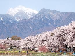 行きたい桜の名所