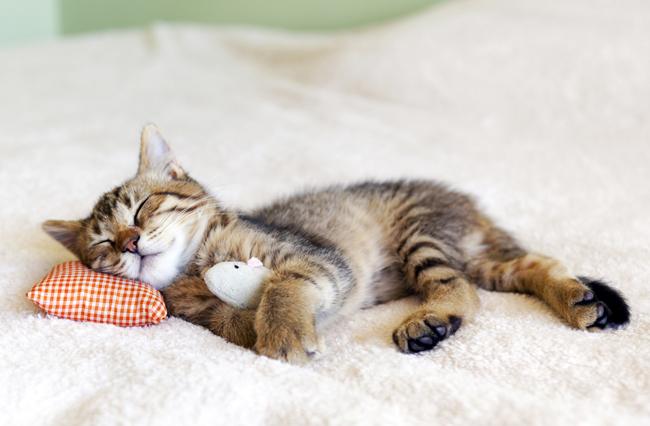 あなたがしている快眠のコツ