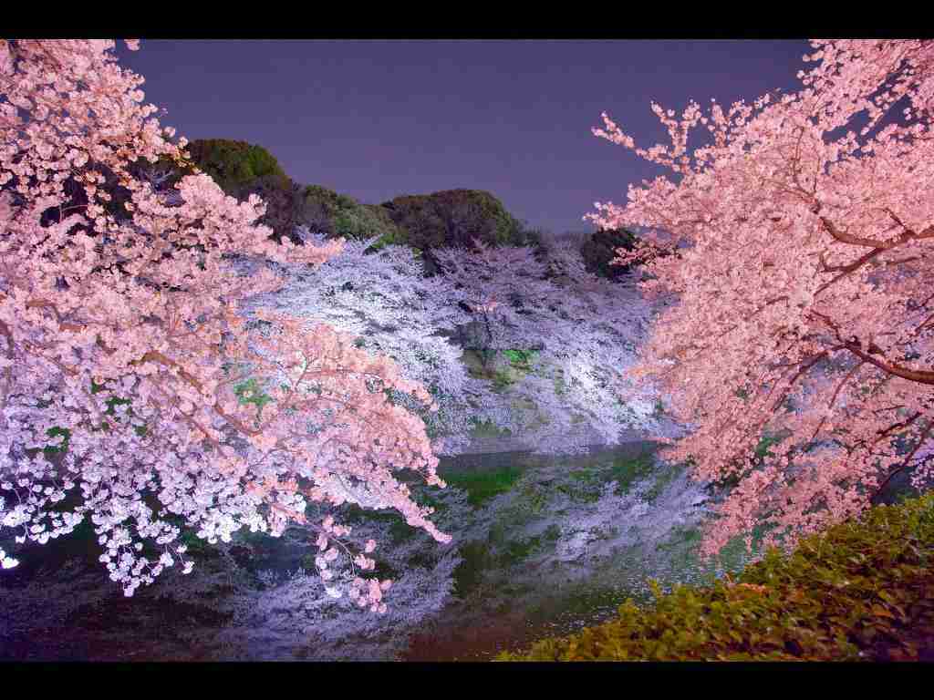 行きたい桜の名所