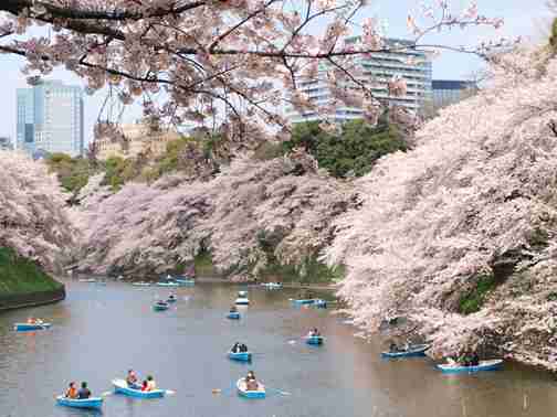 行きたい桜の名所