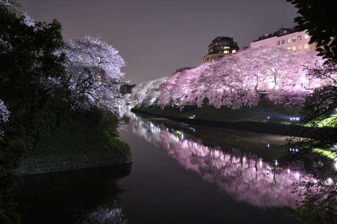行きたい桜の名所