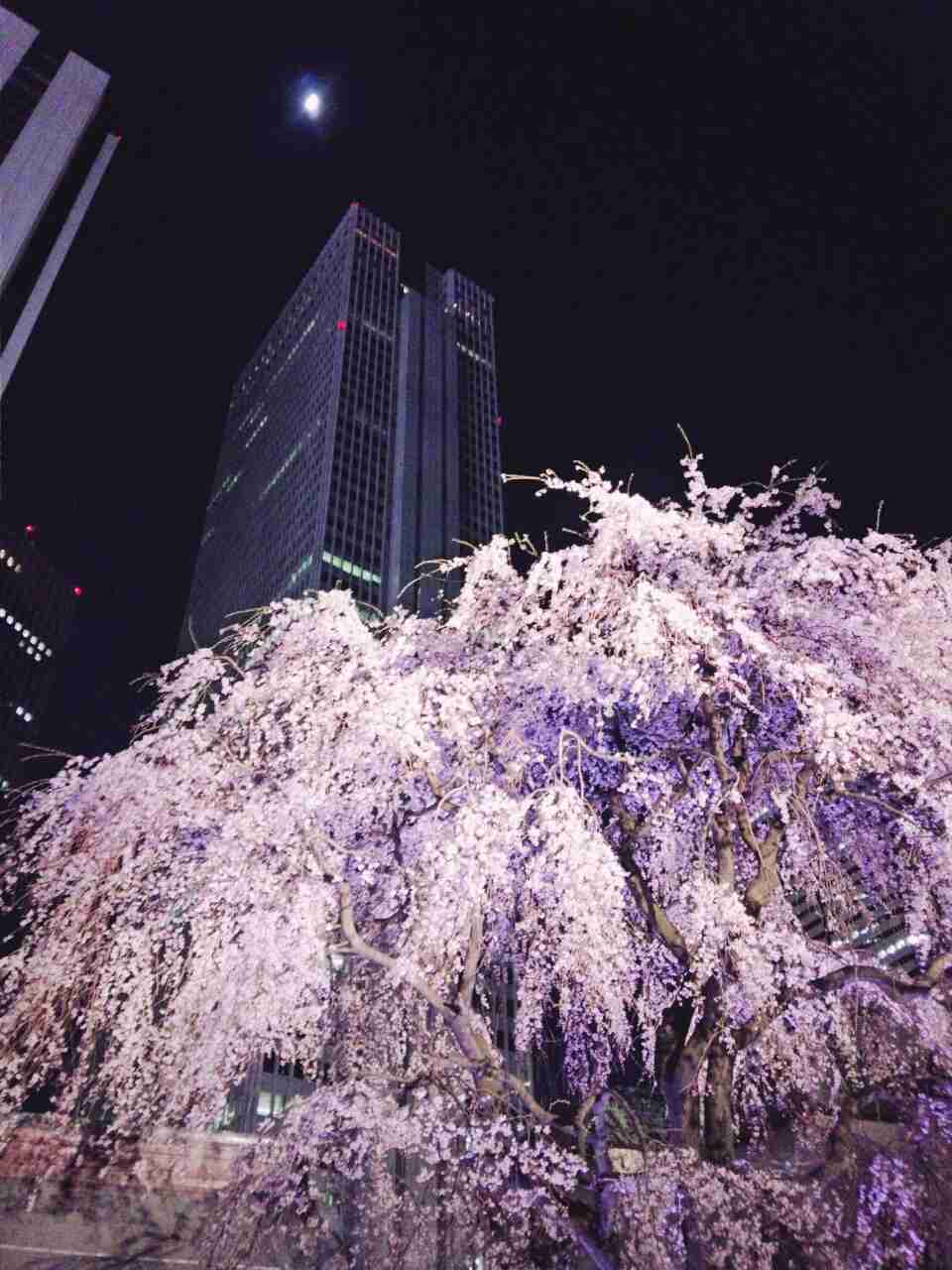 今年撮れた桜の写真「とっておきの一枚」♡