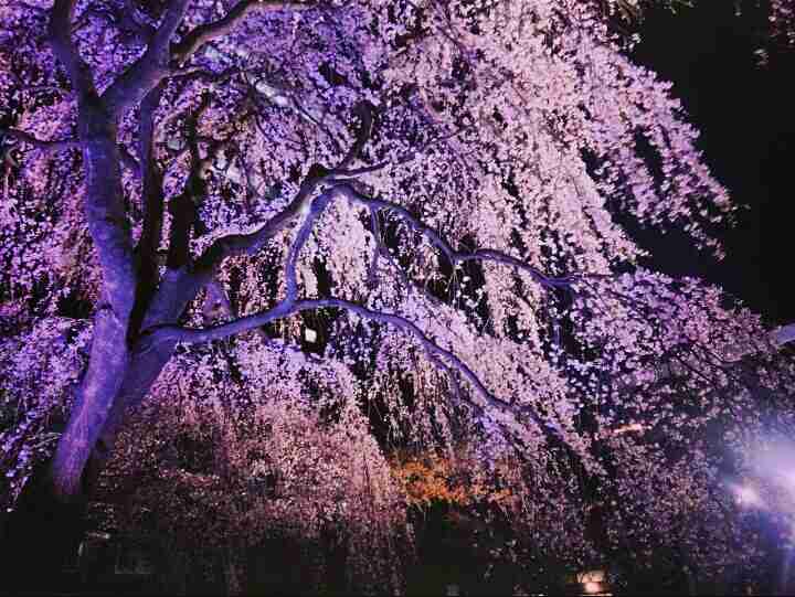 今年撮れた桜の写真「とっておきの一枚」♡