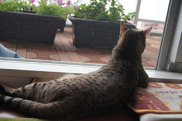 愛猫目線で書き込むトピ
