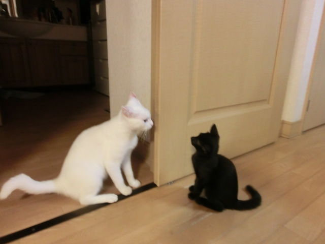 本日の親子げんか