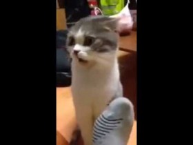 愛猫目線で書き込むトピ