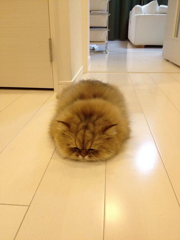 和む画像ください